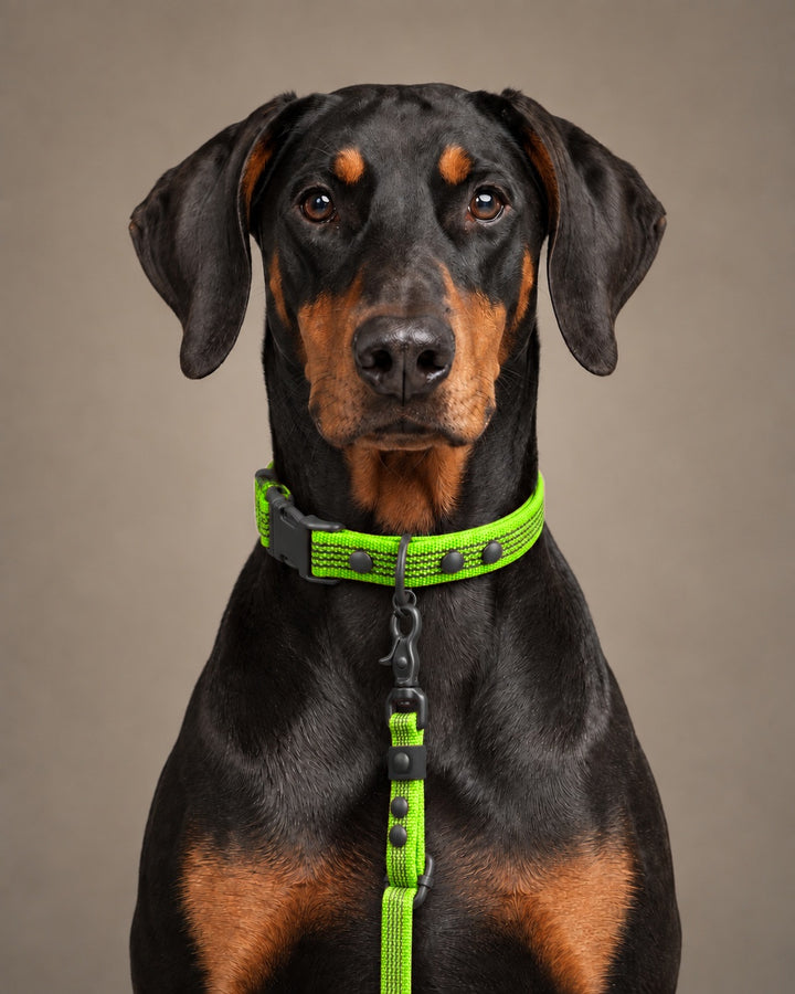 Leash FLEX, Lime / Black, on a dog