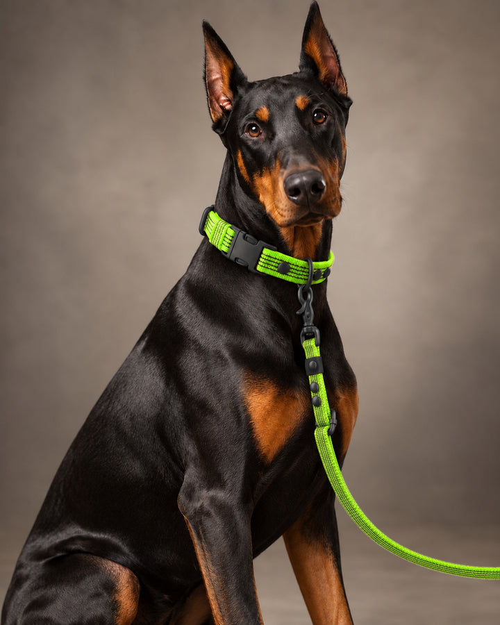Leash FLEX, Lime / Black, on a dog