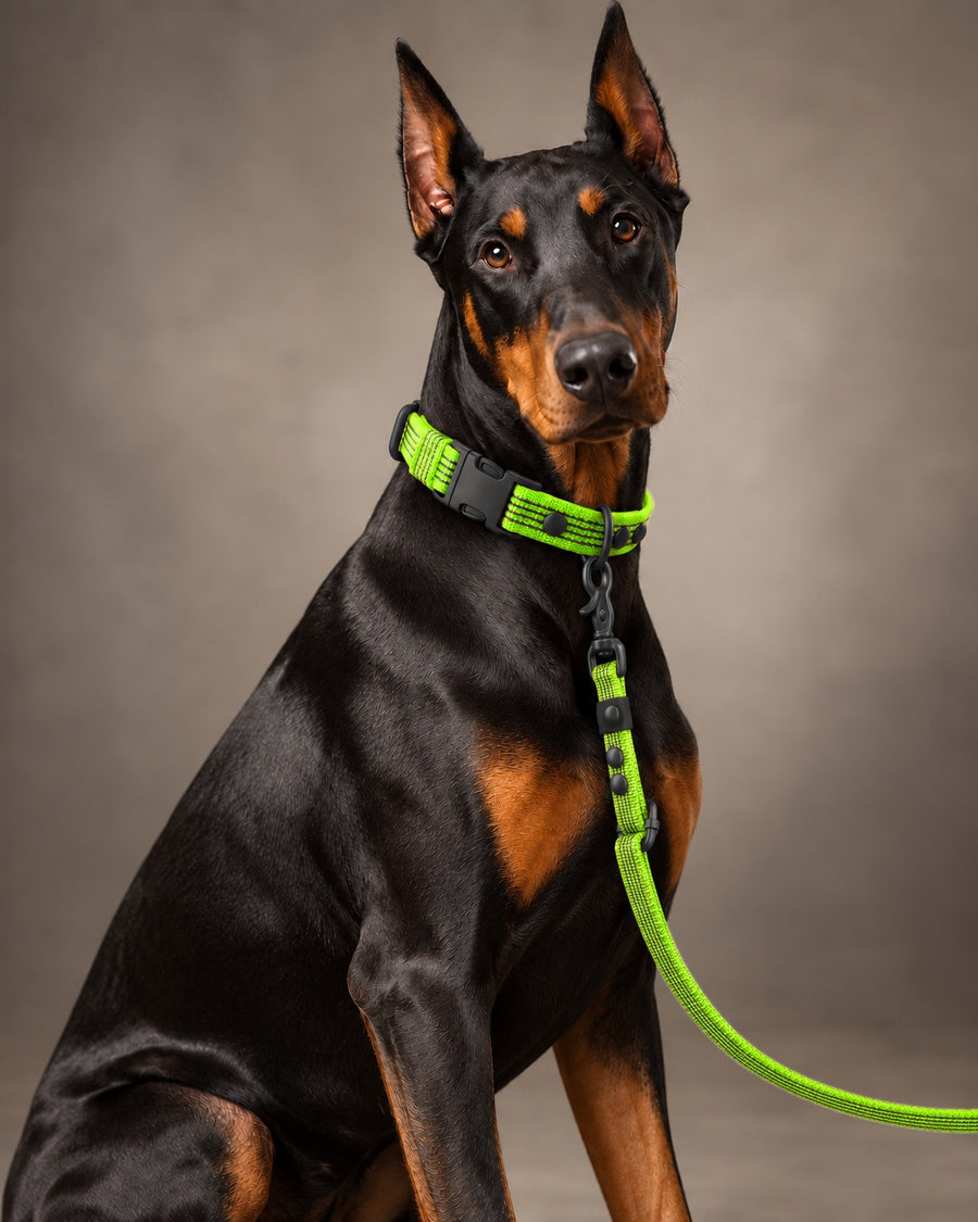 Leash FLEX, Lime / Black, on a dog