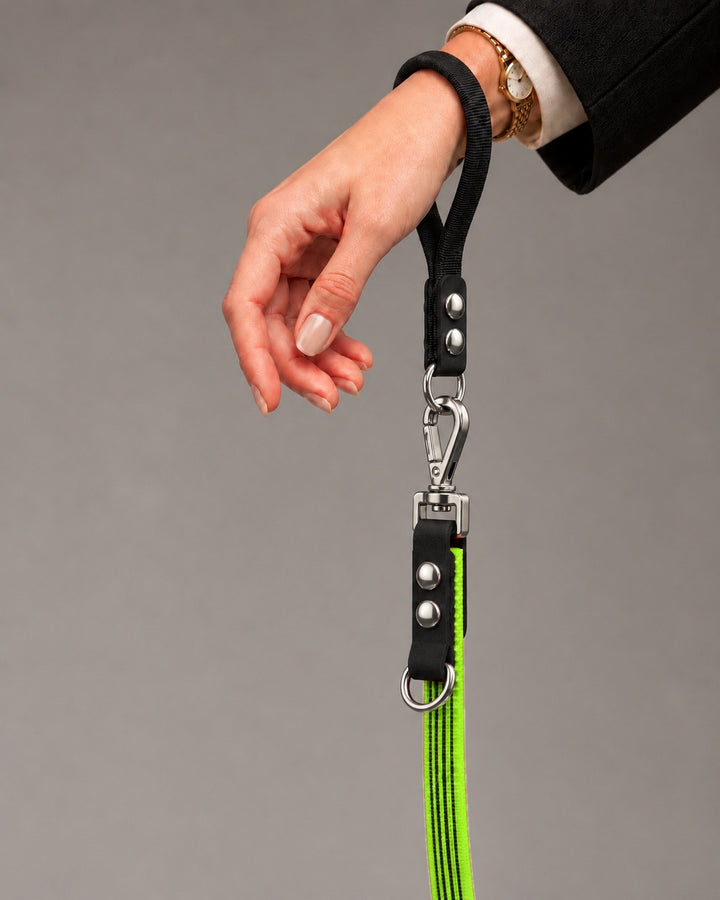 Leash FLEX, Lime / Silver, on a dog