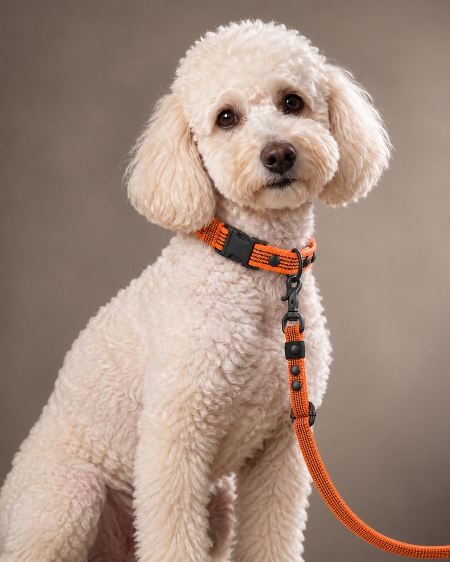 Leash FLEX, Orange / Black, on a dog