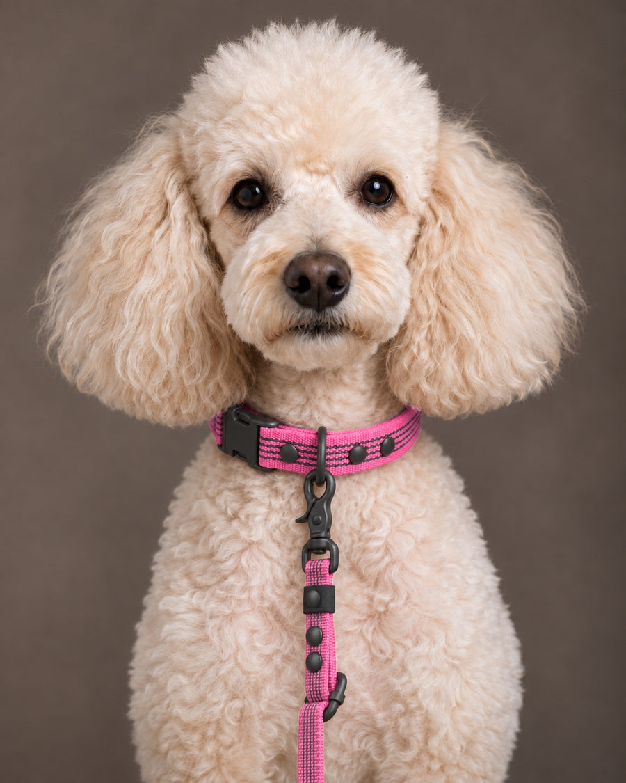 Leash FLEX, Pink / Black, on a dog