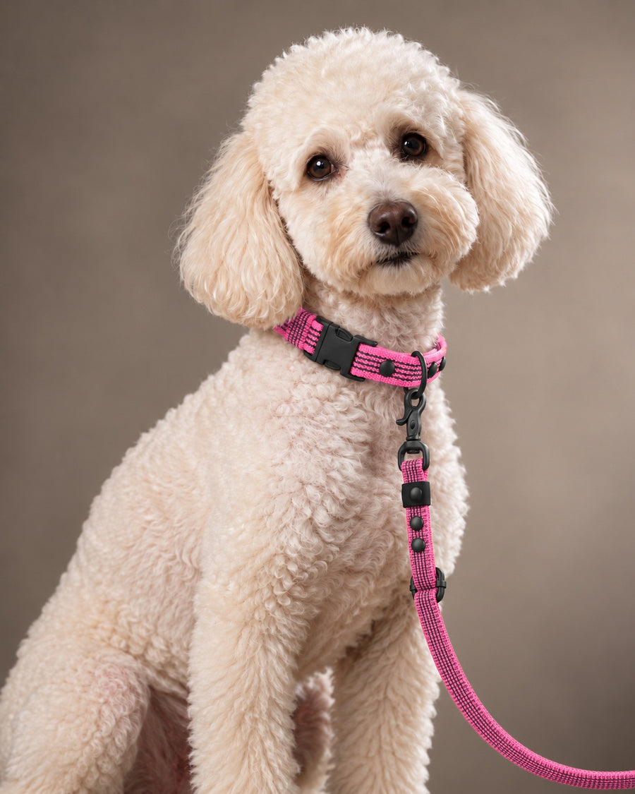 Leash FLEX, Pink / Black, on a dog