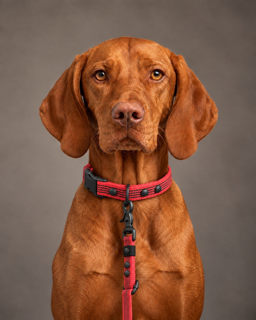Leash FLEX, Red / Black, on a dog