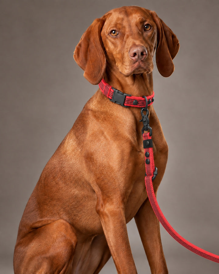 Leash FLEX, Red / Black, on a dog