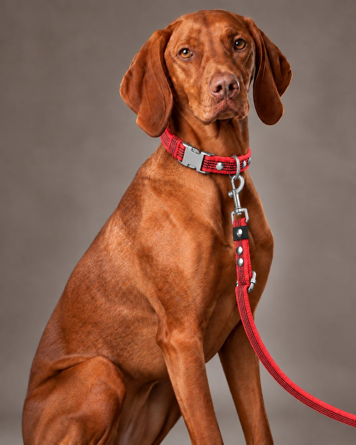Leash FLEX, Red / Silver, on a dog
