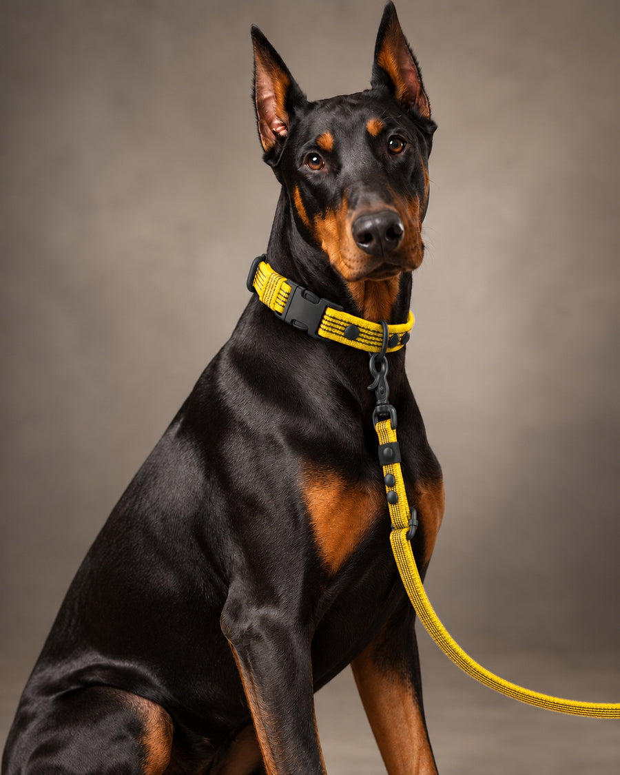 Leash FLEX, Yellow / Black, on a dog