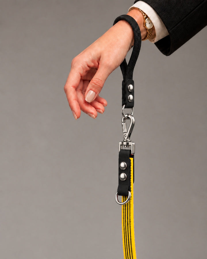 Leash FLEX, Yellow / Silver, on a dog