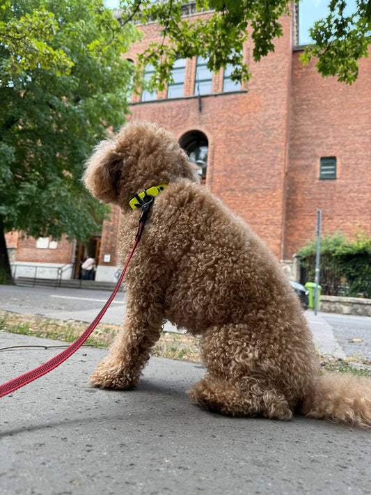 Leash FLEX • Red