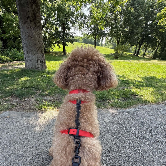 Harness MONO • Red