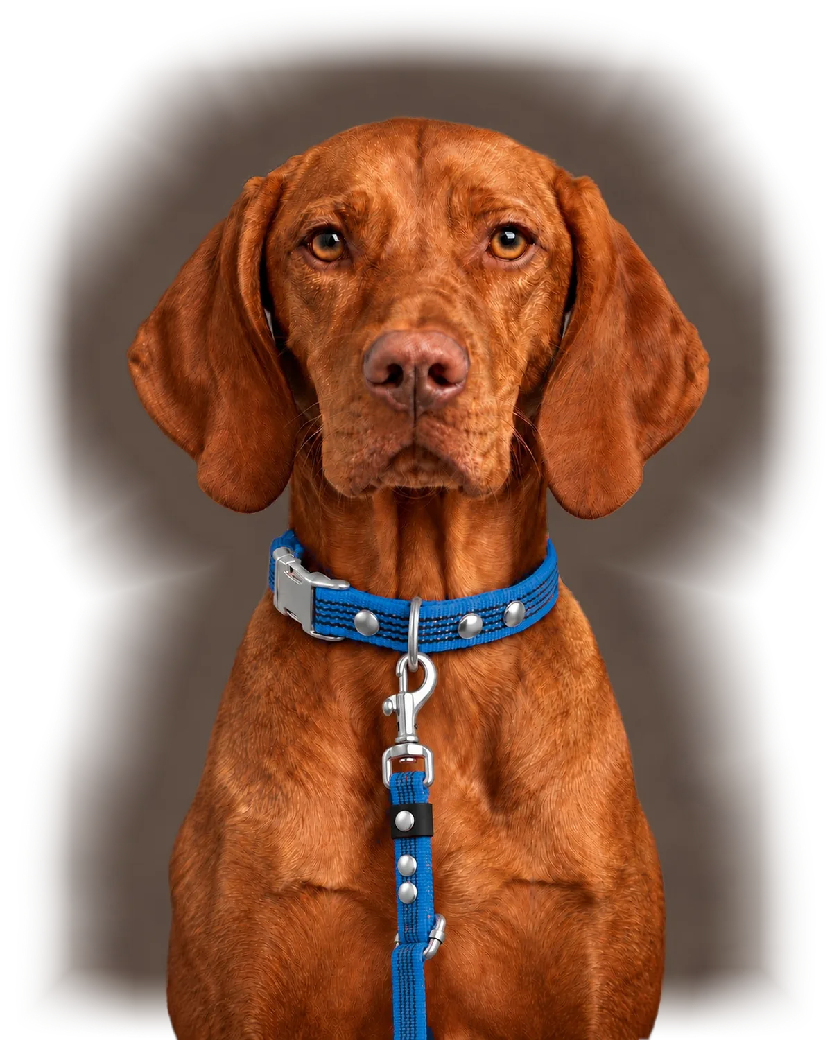 Vizsla wearing Collar QUICK and Leash FLEX in Blue